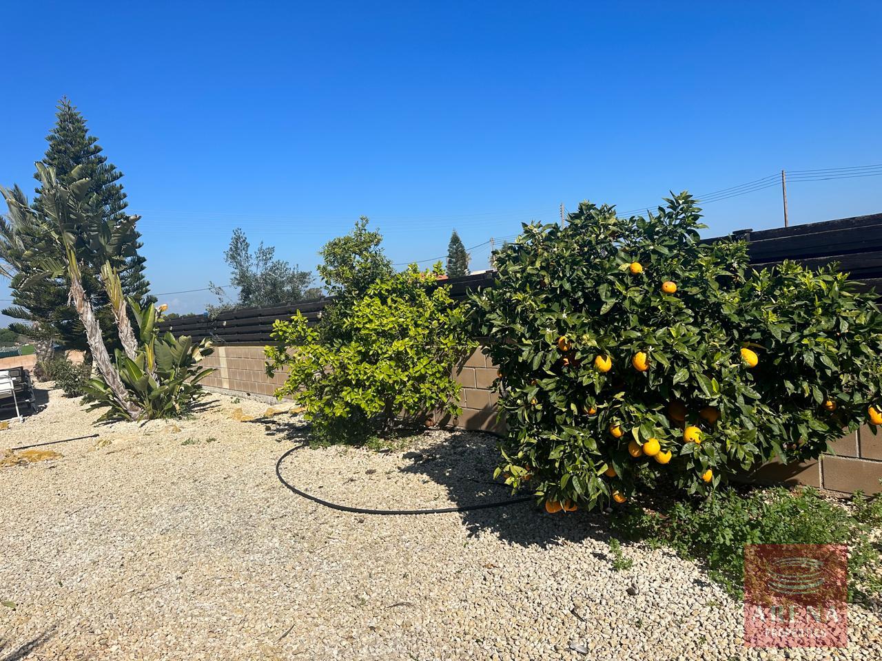 8-VILLA-FOR-RENT-IN-LIOPETRI-9223-1