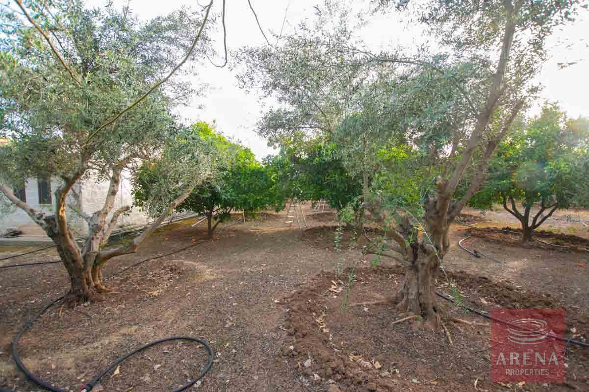 15-5-bed-villa-in-Pervolia-6045