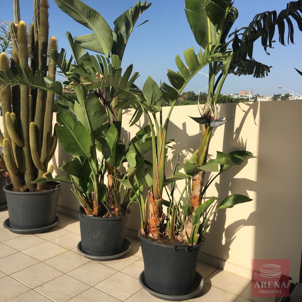 7-APT-FOR-RENT-IN-KAPPARIS-8683-1